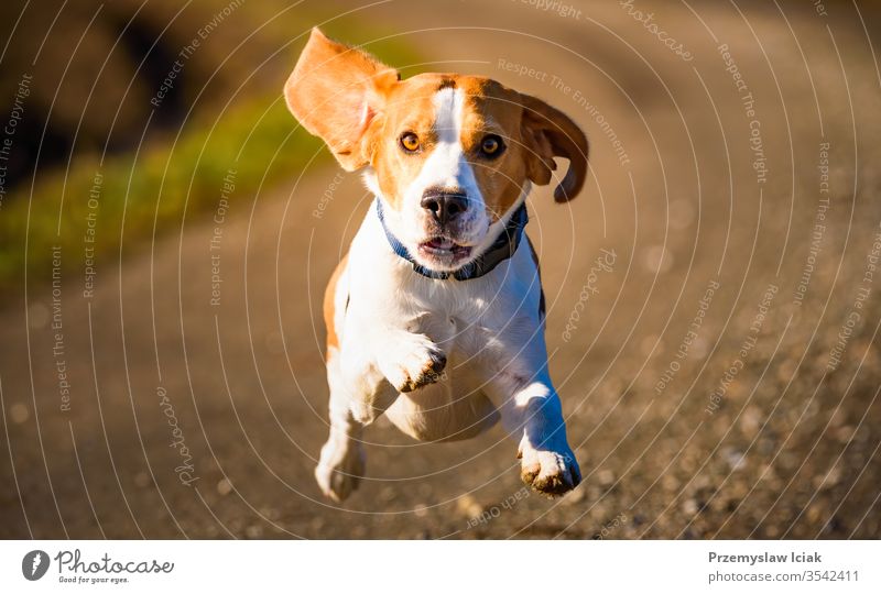 Dog Beagle running fast and jumping with tongue out on the rural path Outdoors Puppy Summer action activity adorable agile animal beautiful breed canine clever