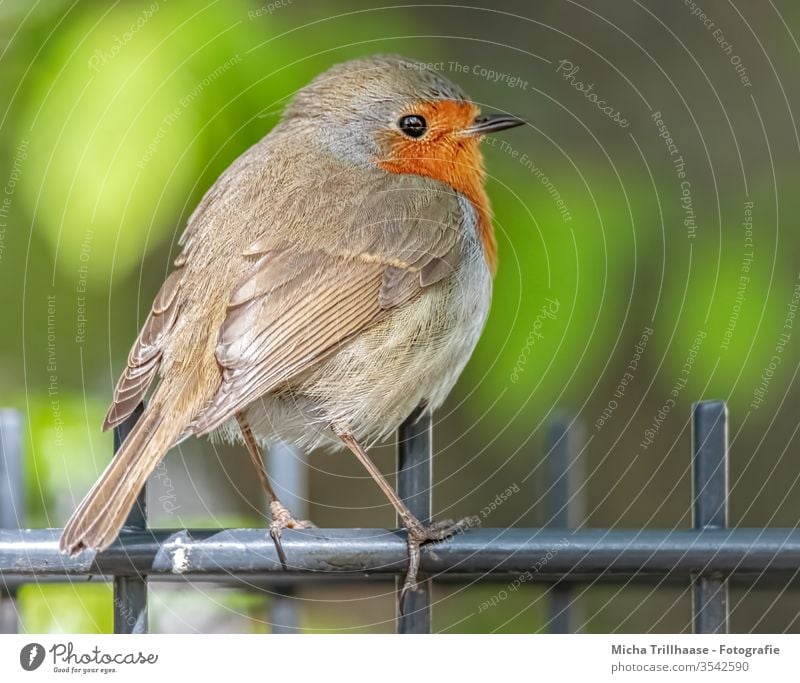 Robin on the garden fence Robin redbreast Erithacus rubecula birds Wild bird Animal face Beak Eyes Grand piano feathers plumage Legs Wild animal Nature Close-up