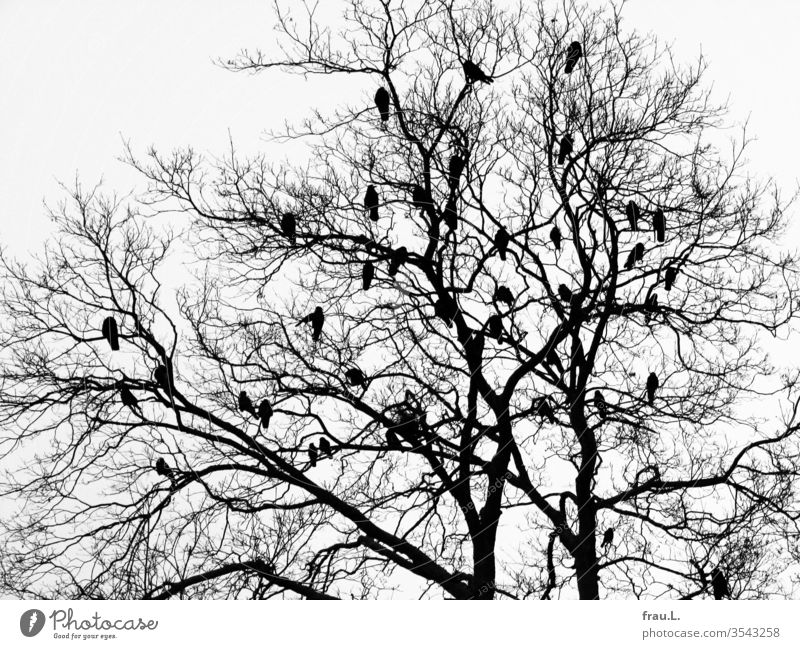 In the bare branches of the tree the birds plan their cloud cuckoo's home. crow Nature Exterior shot Winter