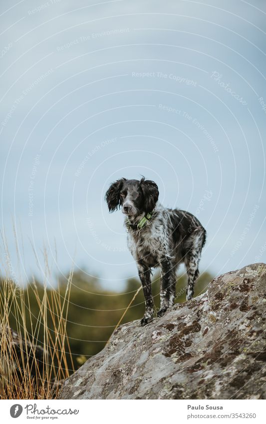 Dog Brittany Spaniel standing on the rocks hunting dog Pet Day Animal Hunting Playing portrait Purebred dog Hound Colour photo dog school Mammal breed of dog