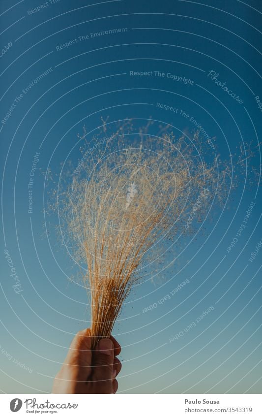 Feminine Concept Of Light Blue Background With Dried Wildflowers