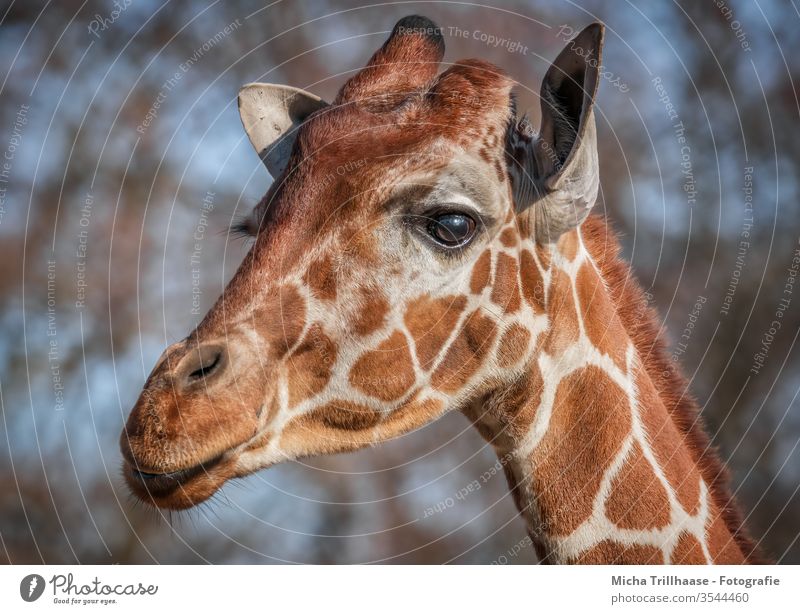 Giraffe Portrait Giraffa A Royalty Free Stock Photo From Photocase