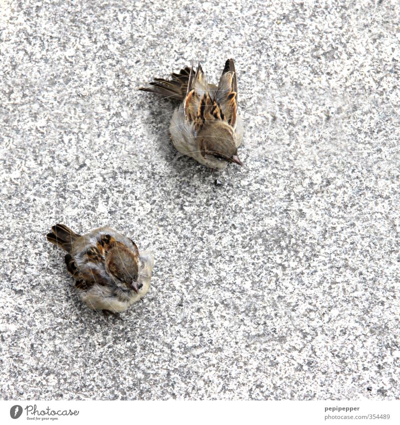 BirdPerspective Street Lanes & trails Animal Wild animal Animal face Wing Claw Paw 2 Pair of animals Stone Eating To feed Feeding Wait Sparrow Exterior shot