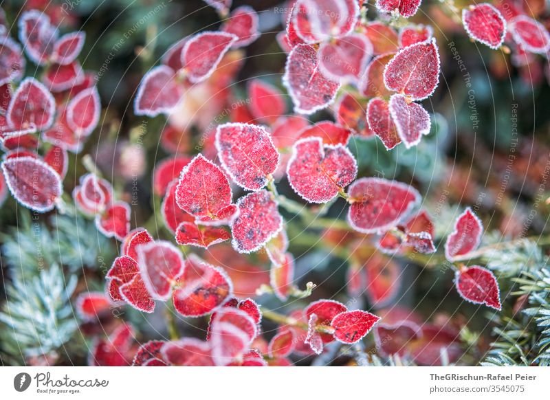 Red leaves - frost cover Frost chill Autumn Coniferous trees shrub Exterior shot Plant Detail Nature Colour photo Shallow depth of field