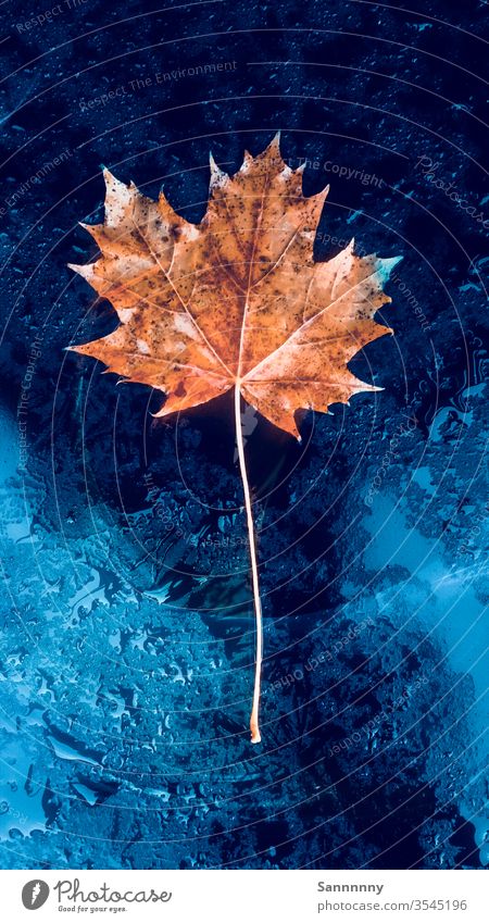 Maple artful Maple tree Maple leaf Orange Blue fresh Water Drop foliage Art cover colorful leaves Nature Love of nature natural flaked