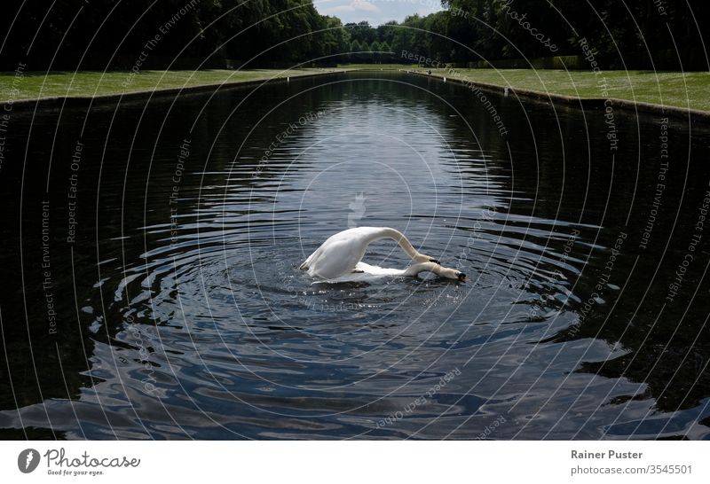 Two swans mating in the middle of an artificial lake animal beak bird copulate copulation coupling feather mating animals nature outdoor pond river water white