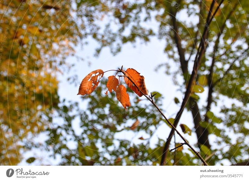 Amazing shot of some autumn leaves. Autumn Autumnal Autumn leaves Autumnal colours Leaf Orange Sky Sky blue Yellow outdoor