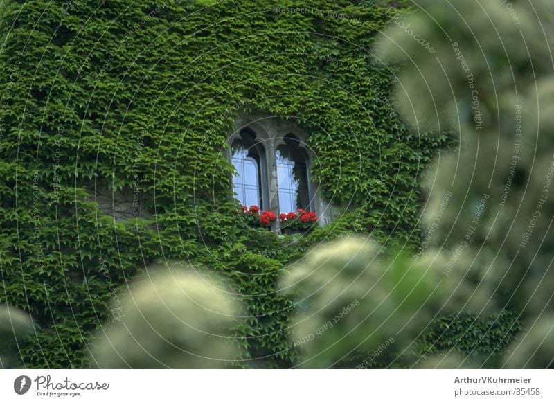 Sleeping Beauty Castle Window Ivy Wall (building) Wall (barrier) Architecture green plant Foreground blurred red flowers Hide Overgrown