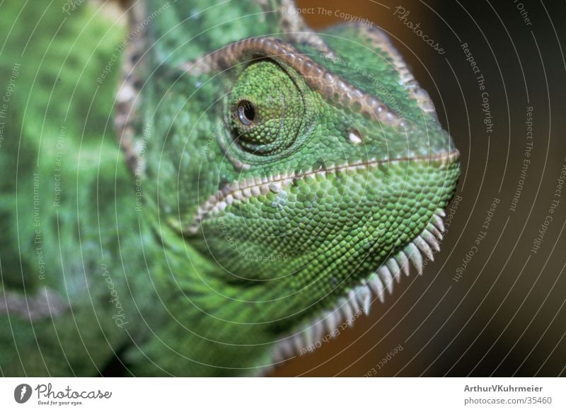 I'm the chameleon. Chameleon Green Looking Animal Saurians Ferocious Detail Eyes