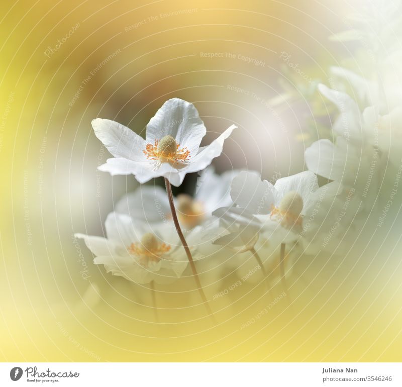 Beautiful Nature Background.Floral Art Design.Abstract Macro Photography.White Anemone Flower.Pastel Flowers.Yellow Background.Creative Artistic Wallpaper.Wedding Invitation.Celebration,love.Close up View.Happy Holidays.Golden Color.Copy Space.