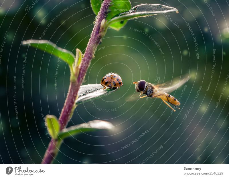 Hoverfly and ladybird Hover fly Flying Ladybird Beetle Perspective Floating small talk Rain Insect green Nature Love of nature