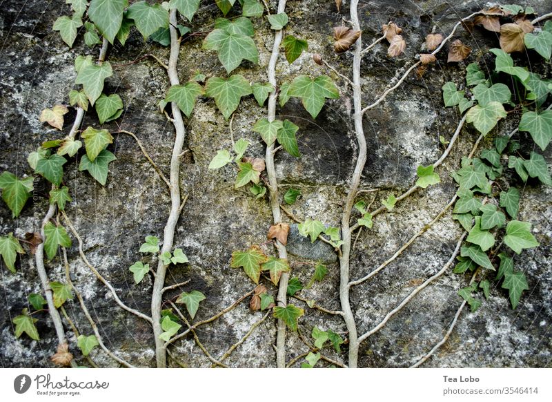 Ivy on a wall Wall (building) Wall (barrier) Creeper Tendril Facade Growth Vine Exterior shot Green Overgrown Deserted Nature Natural growth Detail