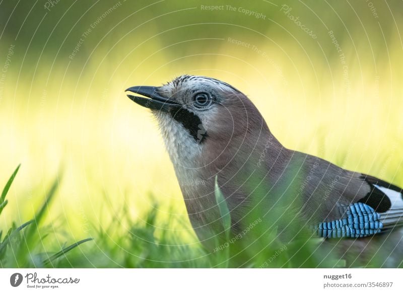 Jay in the grass birds Animal portrait Exterior shot Colour photo Wild animal Nature Deserted Day Blue Grand piano Animal face Close-up Shallow depth of field
