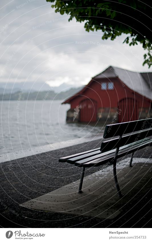 Vierwaldstätter rain soup Environment Nature Landscape Sky Clouds Climate Bad weather Storm Wind Rain Tree Leaf Chestnut tree Lakeside Lake Lucerne Switzerland