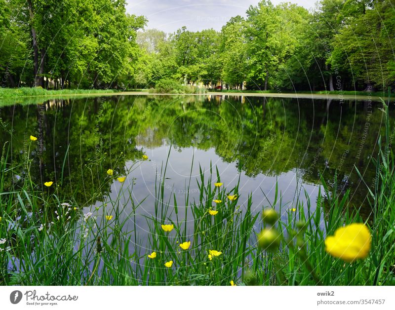 yellow spots Lake Pond Park Lakeside Grass flowers buttercups green Yellow Blue Water Surface of water windless Mirror image Reflection water level huts Nature