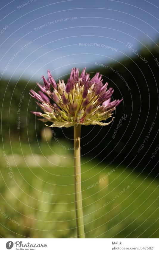 Early summer Ornamental garlic Plant Garden Gardening garden plant Garden care early summer at home daylight hobby plant world Joy Exterior shot flowers bleed