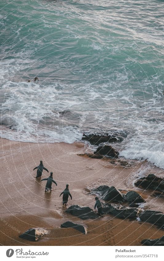 #As# Come on, boys! Penguins yellow head Yellow-headed Penguin Ocean ocean New Zealand New Zealand Landscape Waves Swell Undulation Wavy line Wave action