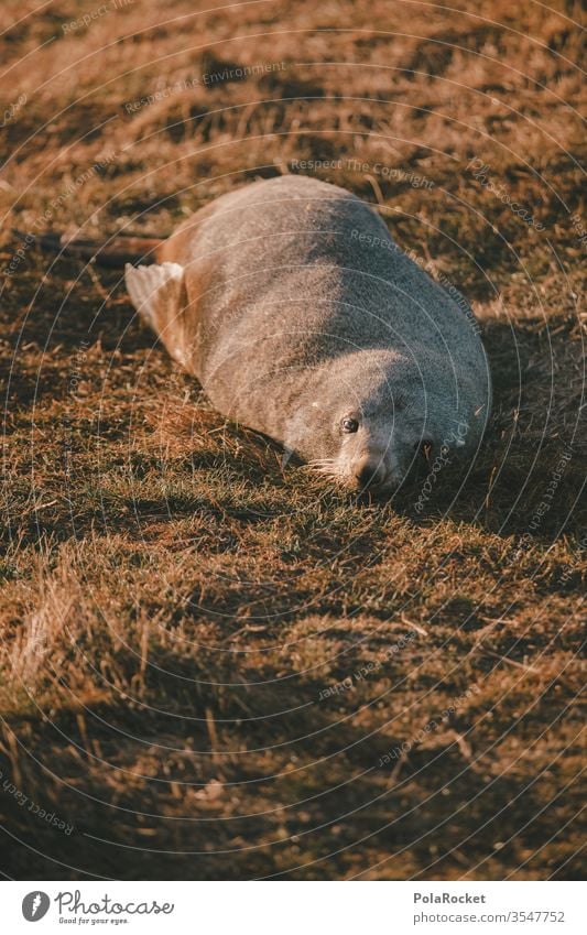 #As# slacker lazy Lazybones Faulen Seals Seal cub Seal colony seal Animal Sleep Lie reclining Goof off sluggish sloth sluggard New Zealand Colour photo