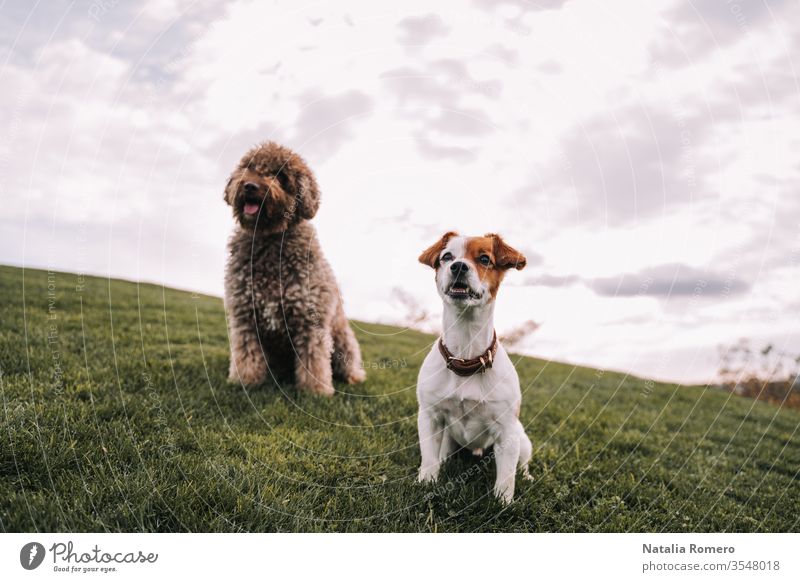 Two beautiful doggy friends are in the meadow. They are looking at something in front of them. They are very attentive and excited. One of them has brown fur and the other has two-color fur.