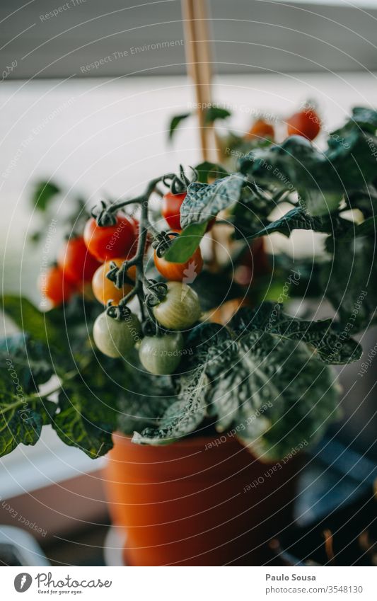Potted tomato plant with fruits Tomato potted Plant tomatoes Vegetable Cooking Vegetarian diet Basil Rustic Multicoloured Italian Ingredients Diet pasta food