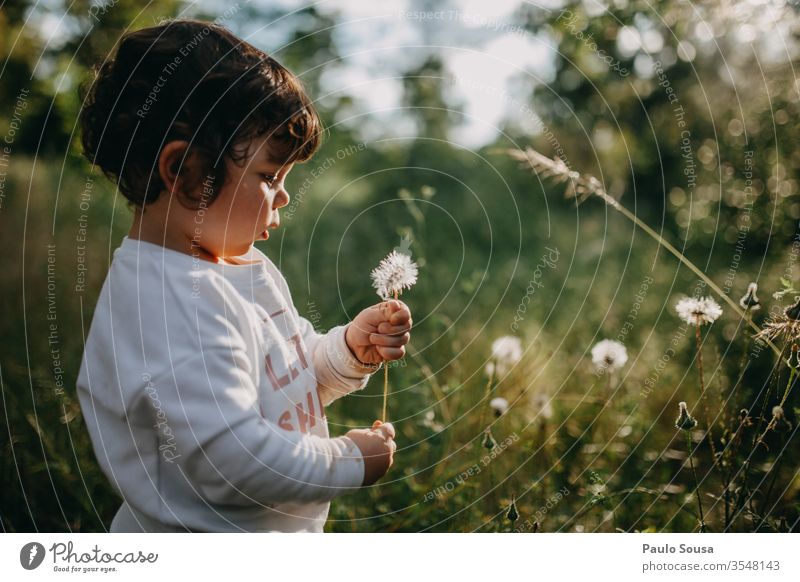 Child holding dandelion childhood Dandelion Spring Spring fever Spring flower Flower Blossoming Beautiful Beautiful weather Day Sunlight Spring day 1 - 3 years