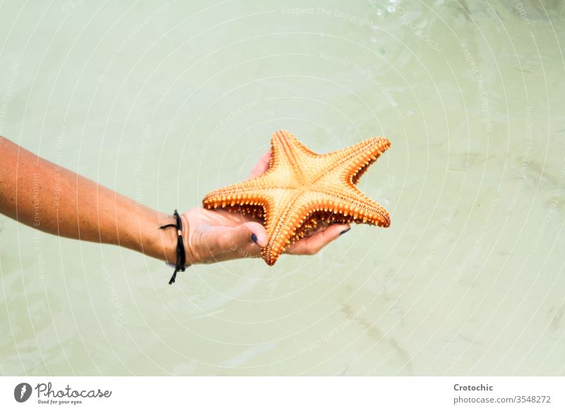 Hand holding a starfish on the sea seawater transparent bracelet hand arm open nails blue clear death killing sun shape extinct exotic human caribbean diving