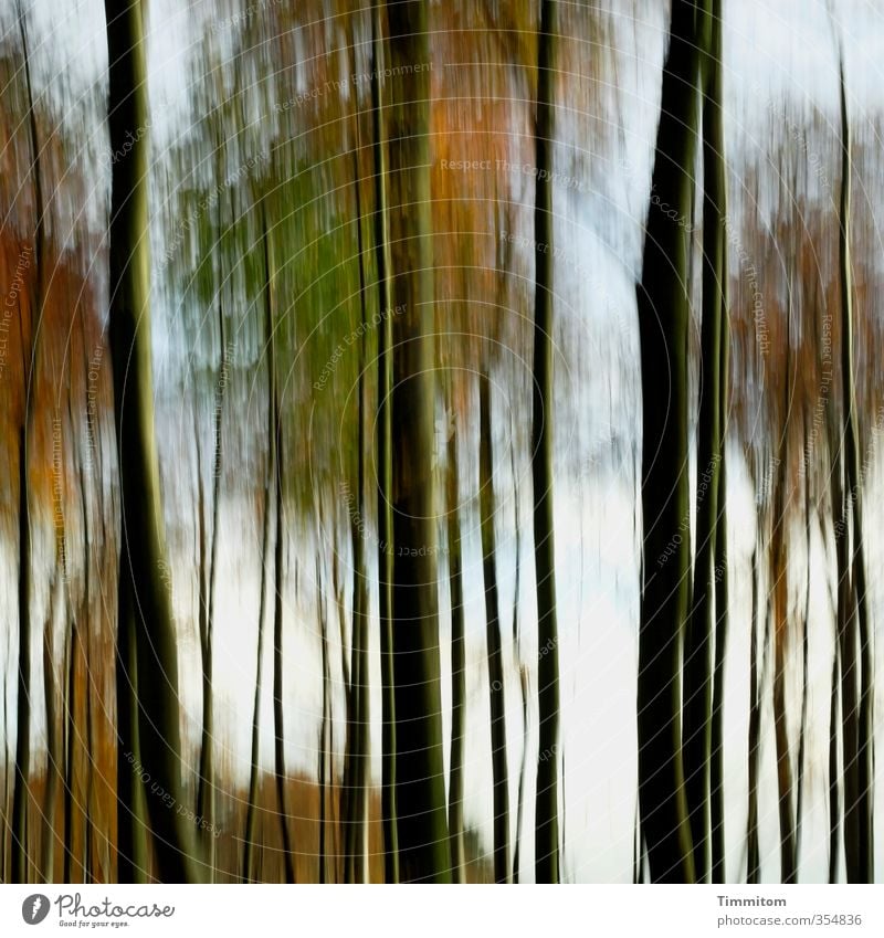 Hääbschdwald . Environment Nature Tree Forest Looking Esthetic Simple Natural Green Black Emotions Autumn Autumnal Automn wood Colour photo Exterior shot