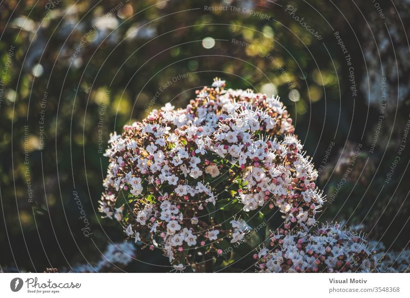 Flowers and buds of a Viburnum tinus shrub flowers botanic botanical botany flora floral flowery garden organic leaves natural nature park plants inflorescence