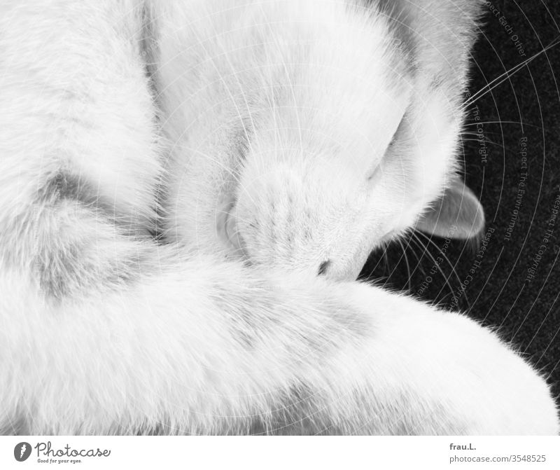 The young cat slept softly. Cat Pet 1 Animal portrait Day Interior shot Black & white photo relaxed Lie Pelt Contentment