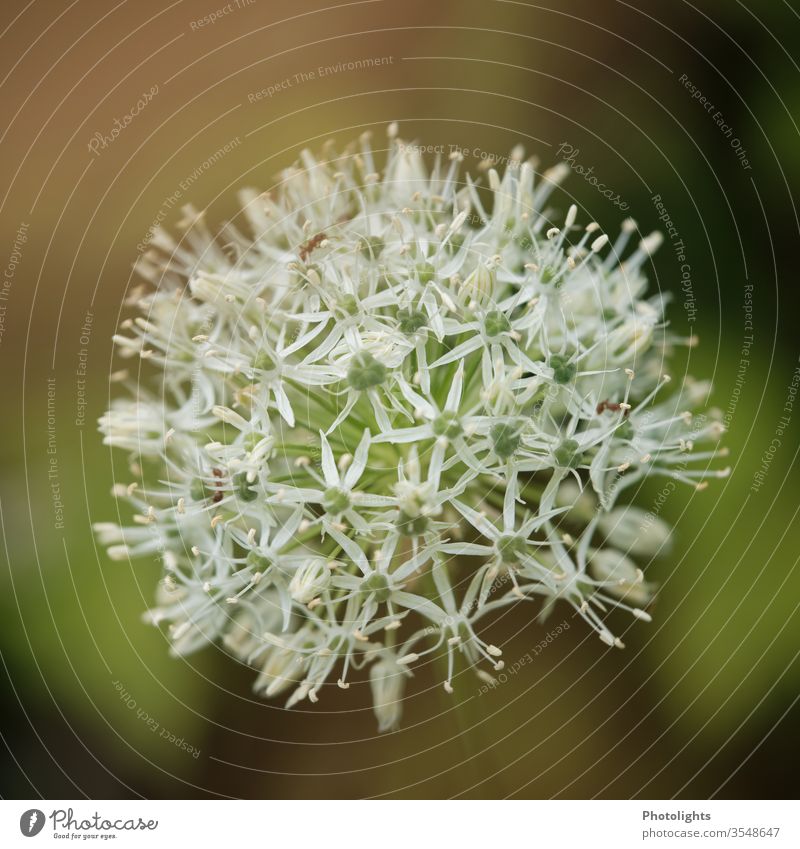 White ornamental garlic - Allium with ant spring Nature bleed green Plant Exterior shot Colour photo Garden allium Blossoming Shallow depth of field starflower