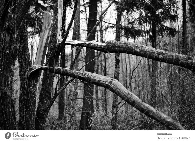 Double tree break Tree Tree trunk Breakage tree breakage Wood Forest Nature Exterior shot Environment somber Black & white photo