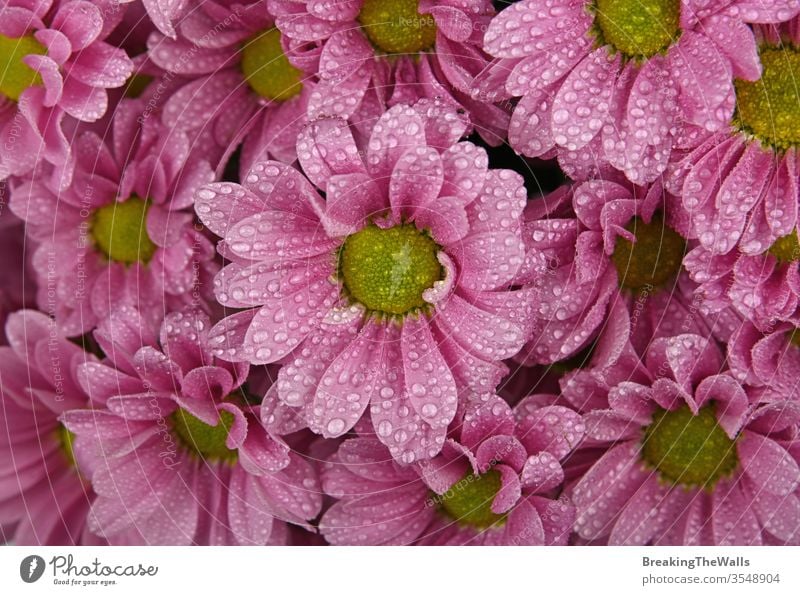 Close up background pattern of fresh pink chrysanthemum or marguerite flowers with water drops after the rain, elevated top view, directly above Chrysanthemum