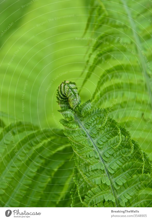 Close up fresh green fern frond and leaves over green background, low angle view Fern closeup plant nature freshness season spring summer foliage nobody