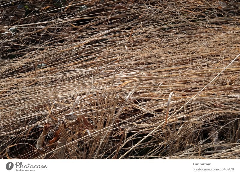 Dry stalks, mainly lying down Grass Warmth Brown Nature mown Summer Deserted Beautiful weather Colour photo