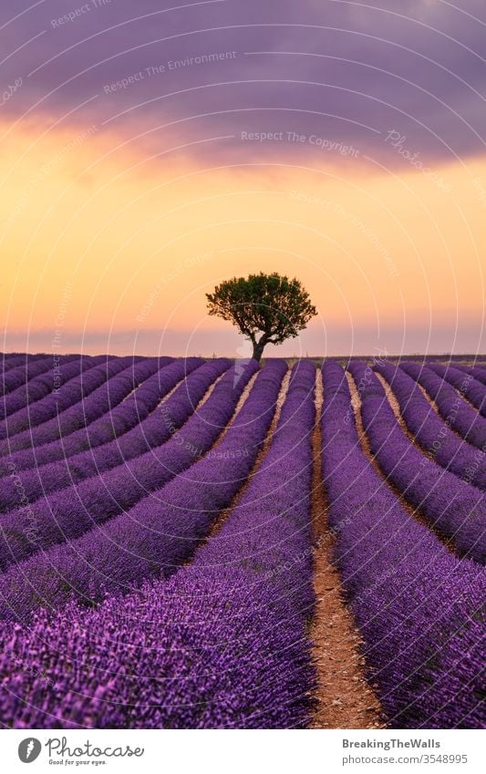 Purple blooming lavender field of Provence, France, at sunset with beautiful scenic sky and tree on horizon Lavender blossom purple flowers dramatic nature