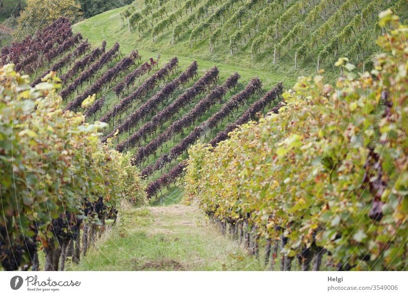 in the vineyard - many green and dark vines in rows on a vineyard Vine Vineyard Wine growing Winery Plant Agricultural crop Autumn Nature Landscape