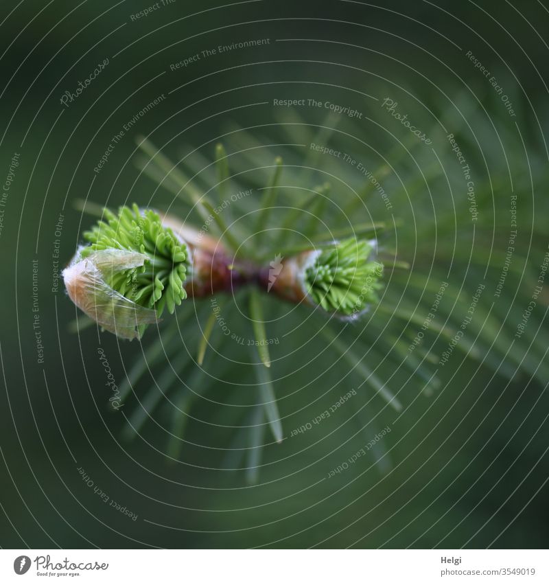 young bursting shoots at the top of a fir branch Fir tree Fir branch awakening young shoots Fir needle Coniferous trees Detail Plant Environment Nature Deserted