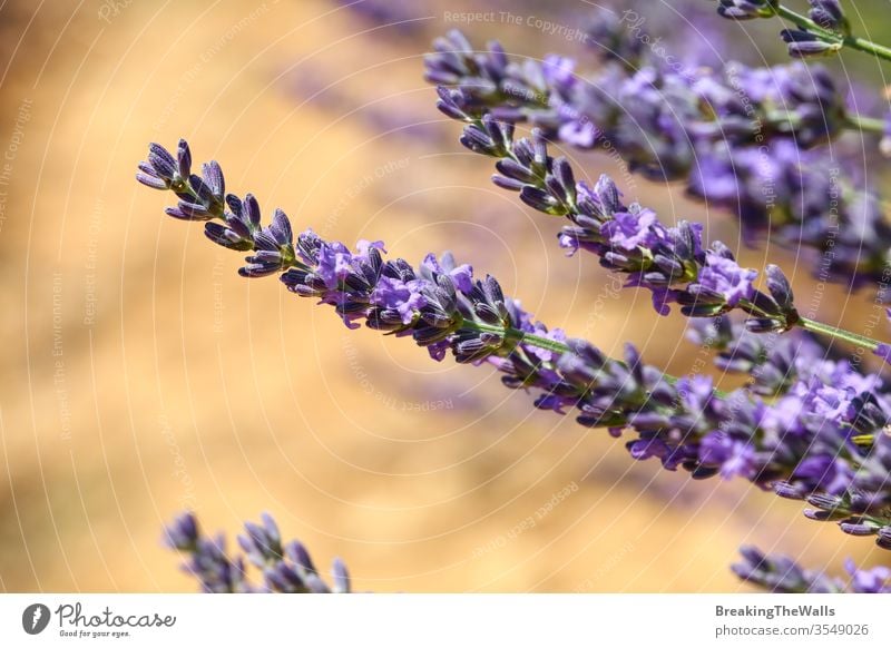 Close up purple blooming lavender flowers, low angle side view Lavender closeup blossom day field Provence France scenic nature beautiful rural agriculture