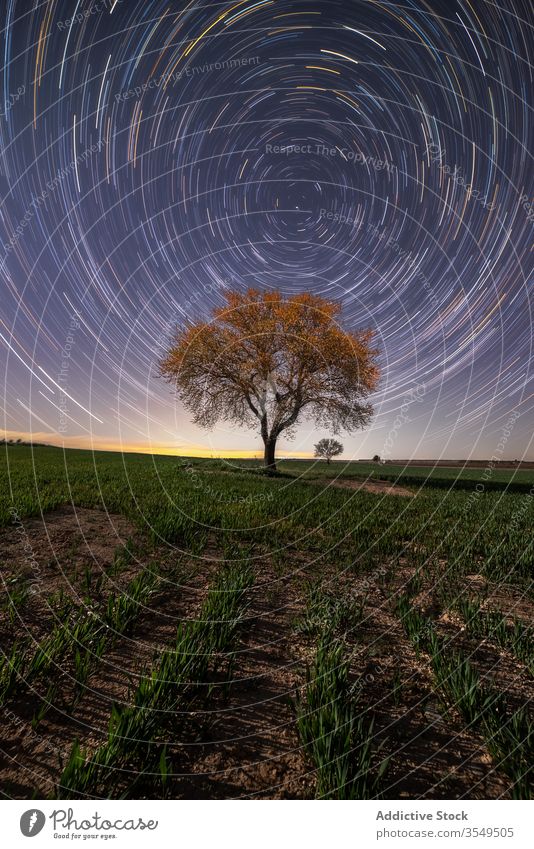 Starry sky over lonely tree on field starry trail picturesque scenery landscape long exposure majestic night magnificent spectacular breathtaking wonderland