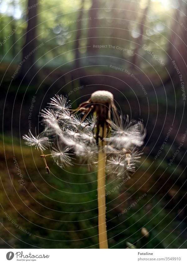 Gone with the wind - or a dandelion in the forest that has already been ruffled by the wind Nature lowen tooth Plant flowers Colour photo spring Exterior shot