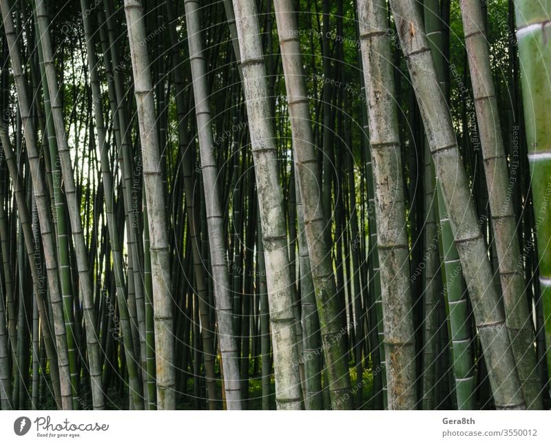 pattern background green bamboo forest in a park in Georgia asia bamboo background bamboo pattern bright colored fresh garden japan jungle landscape natural