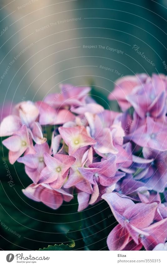 Beautiful blooming purple flowers of a hydrangea in the garden Hydrangea bleed blossom Garden Botany floral blurred spring Nature Plant already Blossoming