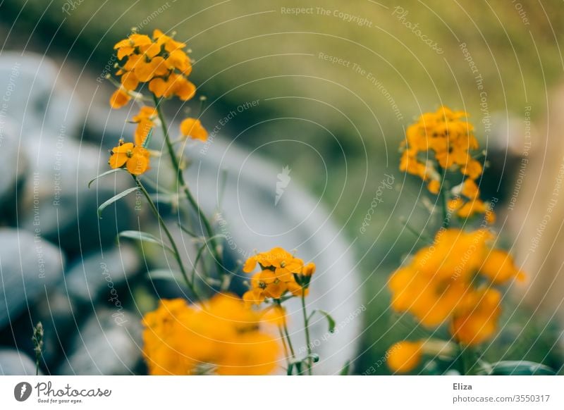 Orange flowers (whose names I do not know) in the garden little flowers variegated pretty Blur Blossoming Nature Garden bleed Summer spring Plant Deserted green