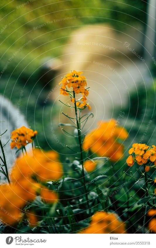 Orange flowers (whose names I do not know) in the garden little flowers variegated pretty Blur Blossoming Nature Garden bleed Summer spring Plant Deserted green