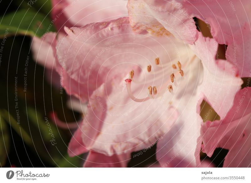 pink rhododendron blossom in the light bleed Rhododendrom Plant Colour photo Exterior shot Nature Macro (Extreme close-up) flowers Close-up Pink Pistil Calyx