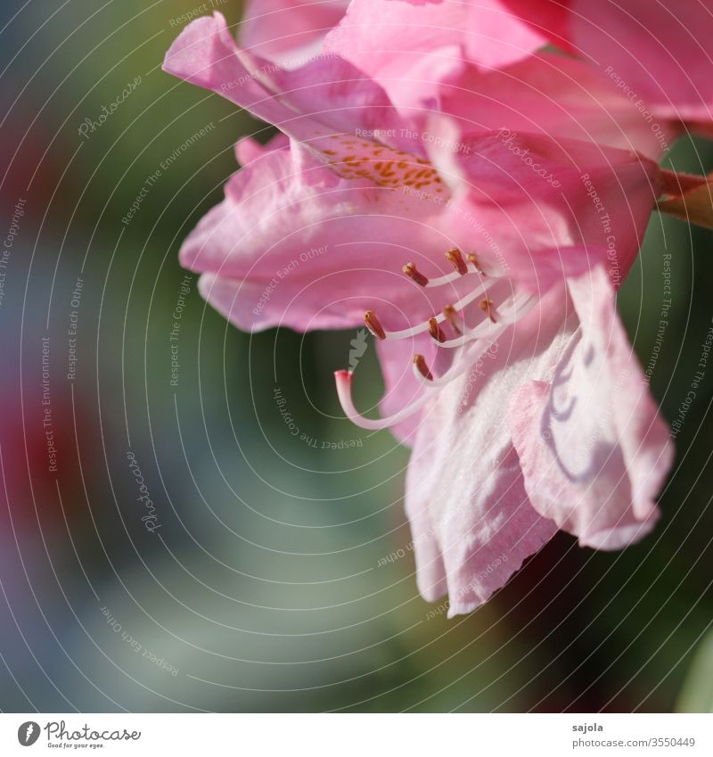 rosy rhododendron blossom Rhododendrom rhododendron flowers Pink pink flower bleed Pistil Calyx petals flower stylus Colour photo Macro (Extreme close-up)