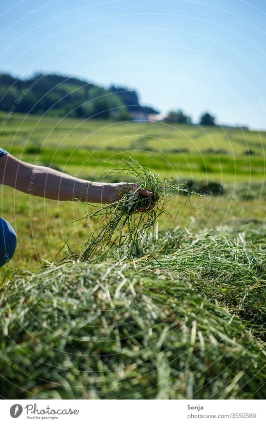 Farmer checks freshly mown hay by hand peasant Hay test Grass Fresh Man stop green Agriculture Colour photo Field Harvest Exterior shot Landscape Day Meadow
