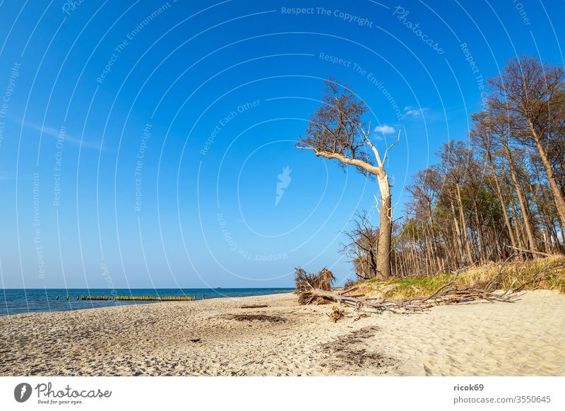 Landscape on shore of the Baltic Sea in Graal Mueritz, Germany Nature Shore Coast Beach graal müritz torfbrücke Tree Mecklenburg-Western Pomerania groynes