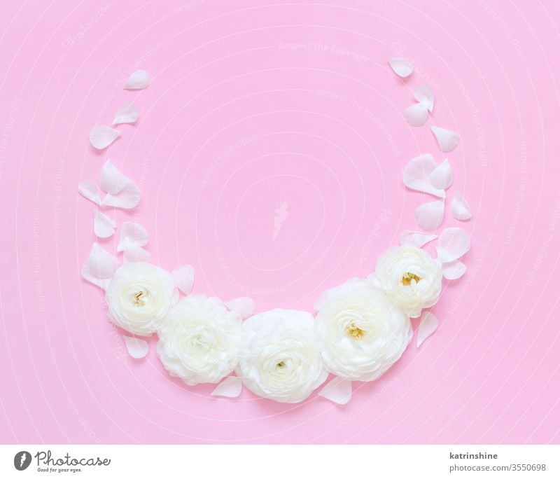 Circle frame made of ranunculus flowers on a light pink background circle spring romantic fuchsia pastel flat lay composition roses top view above petals