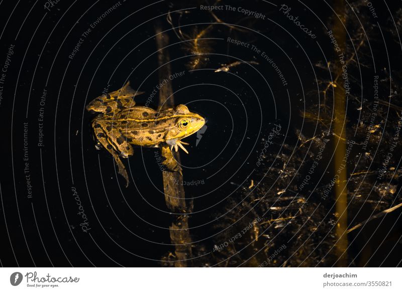 Small yellow frog in the dark water. He is sitting on a branch. Frog animal world Close-up Colour photo Nature naturally Wild Amphibian Animal Cute Environment